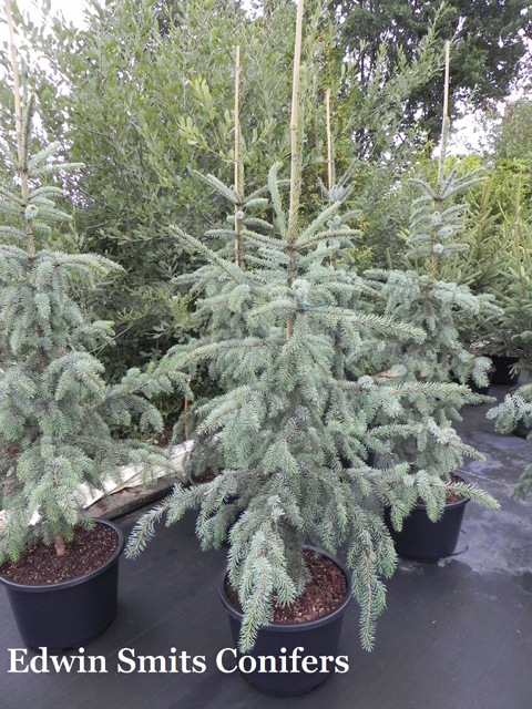 Picea x 'Troemner' (Picea omorika x Picea pungens ‘Koster’)